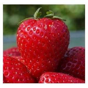  25 Strawberry Plants Have Berries in 6 Weeks Fastest 