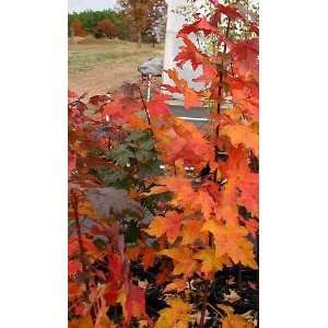  MAPLE BURGUNDY BELLE / 5 gallon Potted: Patio, Lawn 