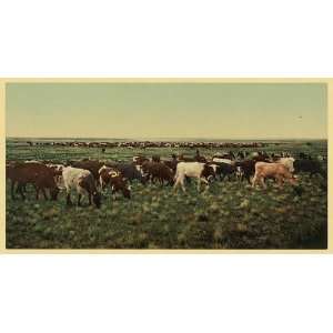   up,bunching the herd,cattle herding,cows,CO,c1898: Home & Kitchen