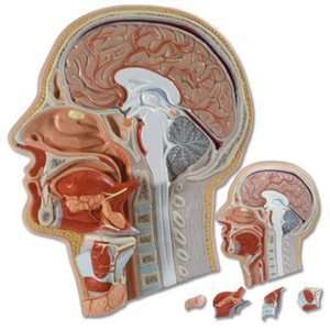  Median Section of the Head, 5 part