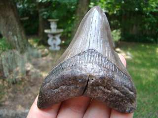 MEGALODON shark tooth teeth fossil scuba ST MARYS RIVER  