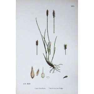   Plants C1902 Tufted Dioecious Sedge Carex Colour: Home & Kitchen