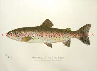 STEELHEAD SALMON TROUT 1895 Denton Game Fish Print RARE  