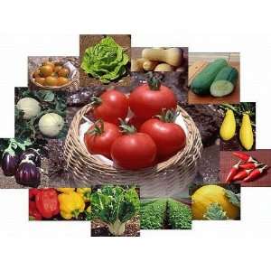  Survival Culinary Vegetable Garden Seeds Non GMO Non 