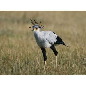  Secretary Bird National Geographic Collection Photographic 