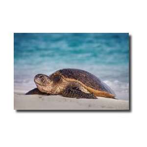  Green Sea Turtle Chelonia Mydas Hawaiian Leeward Islands 