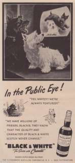 1951 Scottish Terrier Westie watching TV B&W Scotch Ad  