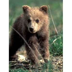  Grizzly Bear Cub in Alpine Meadow near Highway Pass 