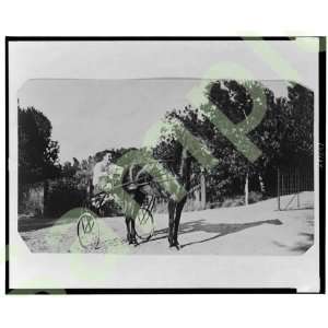   Edward Beale McLean horse drawn cart Clonmel Colorado: Home & Kitchen