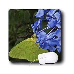   Yellow Cloudless Butterfly on blue flowers   Mouse Pads: Electronics