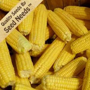  300 Seeds, Sweet Corn Early Sunglow (Zea mays) Seeds By Seed 