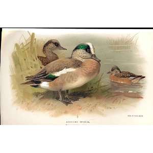  American Wigeon Lilfords Birds 1885 97 By A Thorburn