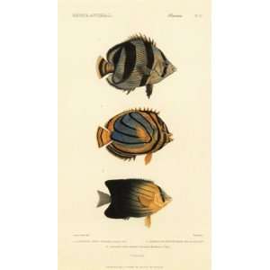 Poissons, Plate 37 by George Cuvier 8x14 