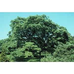  Phellodenron amurense Amur Cork Tree Seeds Patio, Lawn & Garden