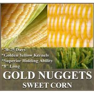  10 GOLD NUGGETS F1 CORN SEEDS ~ RARE GREAT TASTING 