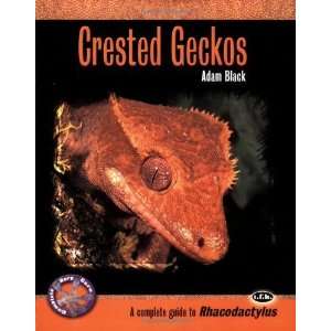  Crested Geckos: A Complete Guide to Rhacodactylus 