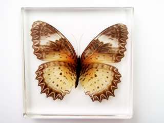 Butterfly Specimen   Leopard Lacewing (Cethosia cyane)  