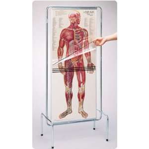   Human Anatomy Figure Thin Man Sequential Human Anatomy Figure Health