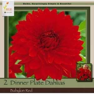   Dinnerplate Dahlia Babylon Red Pack of 2 Bulbs Patio, Lawn & Garden