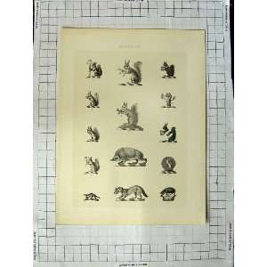  A Plate Of Heraldry Crests C1790 C1900 Squirrel Animals 