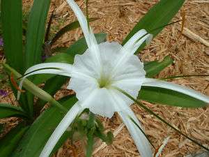 Hymenocallis, Tropical Giant, blooming size  