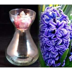  Clear Hyacinth Vase + Blue Hyacinth Bulb Patio, Lawn 