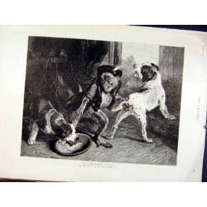  Intruding Puppies Monkey Landseer Fine Art 1891 Print 