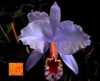   Cattleya Sp Blue Knight JewelOrchid 1 Fresh Plant Specimen Rare