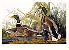 POSTCARD Mallard Duck 1834 by John James Audubon from The Birds of 