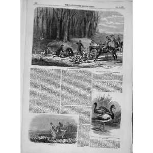  1855 Fox Hunting Tally Ho Hounds Hunt Swan Geese Print 
