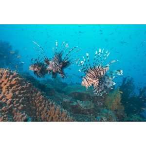  Three Lionfish Over Coral Garden Wall Mural