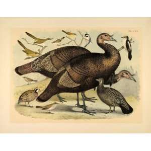 1881 Chromolithograph Wild Turkey Grouse Cuckoo Birds   Original 