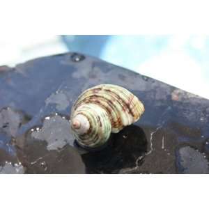  Seashell Magnet #5   Coastal Decor