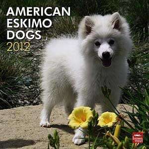  2012 American Eskimo Dogs Calendar