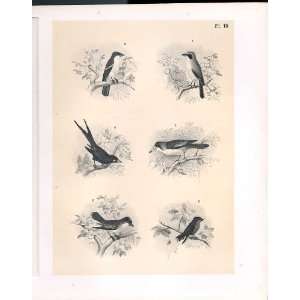  Birds 1878 Jasper Flute Shrike Magpie King Bird Crow: Home 