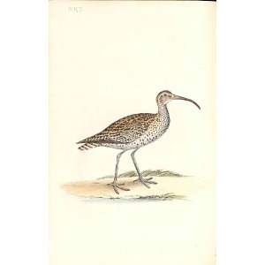  Whimbrel Curlew Meyer H/C Birds 1842 50