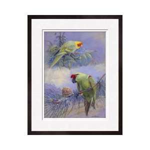 Carolina Parakeet Thickbilled Parrot Framed Giclee Print