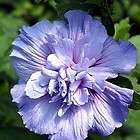 Blue Chiffon Hibiscus Rose of Sharon   BEST Double BLUE   Proven 