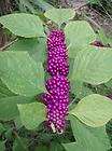 BEAUTY BERRY ( LARGE PURPLE SEED PODS)    25 Seeds  