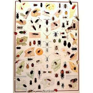  Beetles   Insects   Bugs   Entymology 27x39 Poster