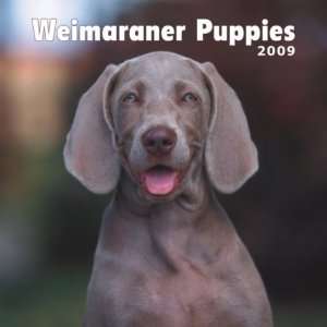 Weimaraner Puppies 2009 7X7 Mini Wall Calendar 