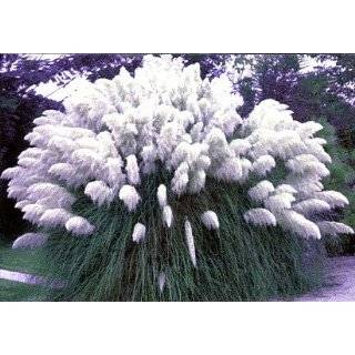  2 Pink and 2 White Pampas Grass Plants   Cortaderia Patio 