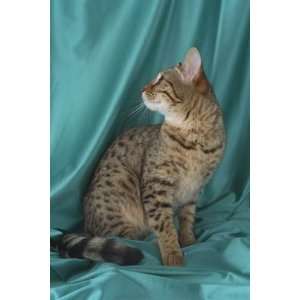   inch 1 of Top 100 Pedigree Cats Canvas Art Bengal