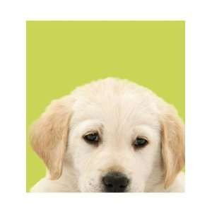 Wallpaper 4Walls Animals Good Dog Yellow Goldidor Retriever KP1636SA