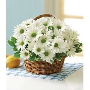 White Daisy Basket: Grocery & Gourmet Food