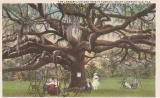 Postcard Largest Live Oak in Florida Jacksonville FL  