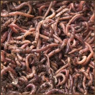 Red Wiggler Composting Worms 2lb Pack