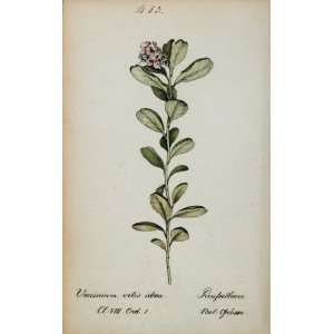   Cowberry Botanical Print   Hand Colored Lithograph