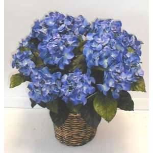  DOUBLE Potted Hydrangea Bush (blue)
