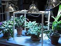 PLANT STAND GROW SYSTEM 3 GROW LIGHTS ADJUSTABLE 387D  